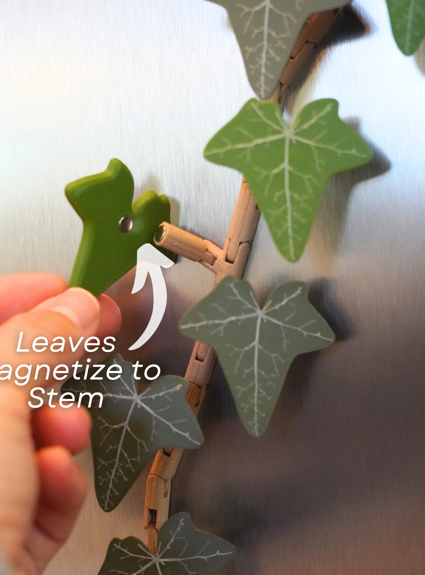 English Ivy Fridge Magnet