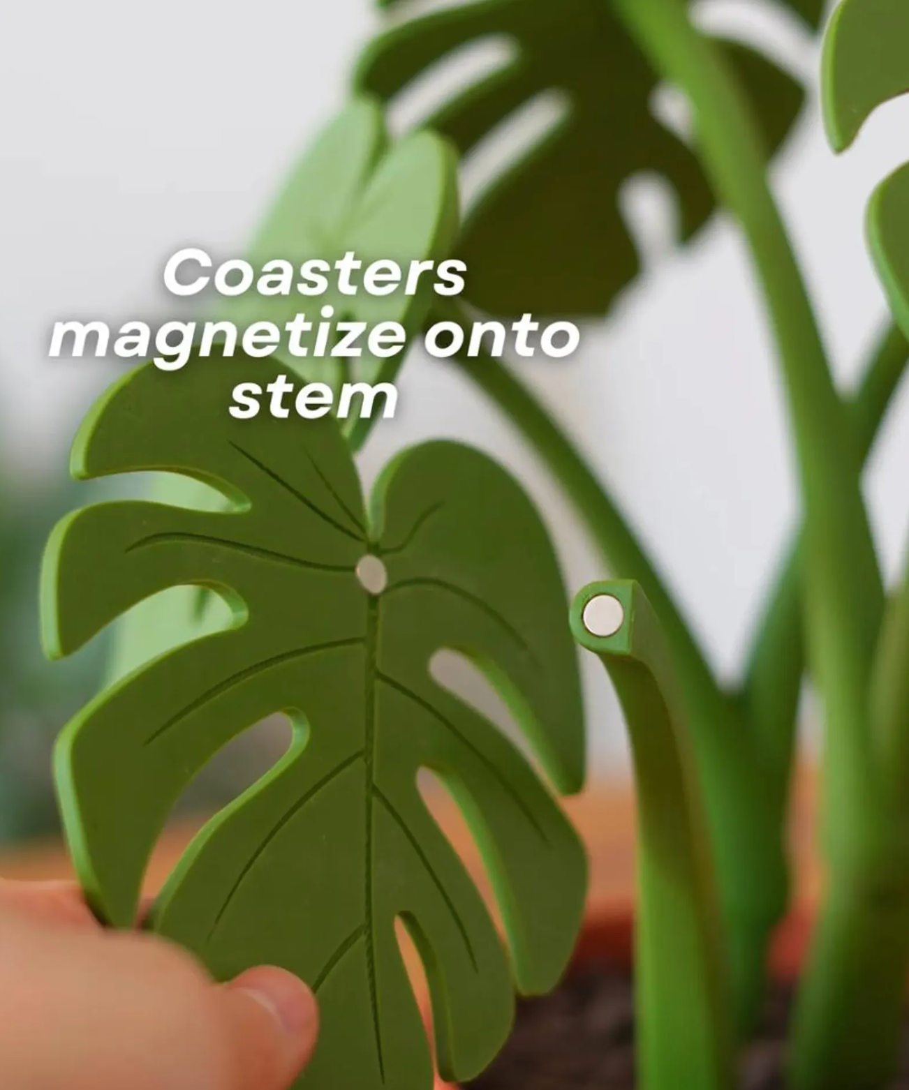 Monstera Coasters