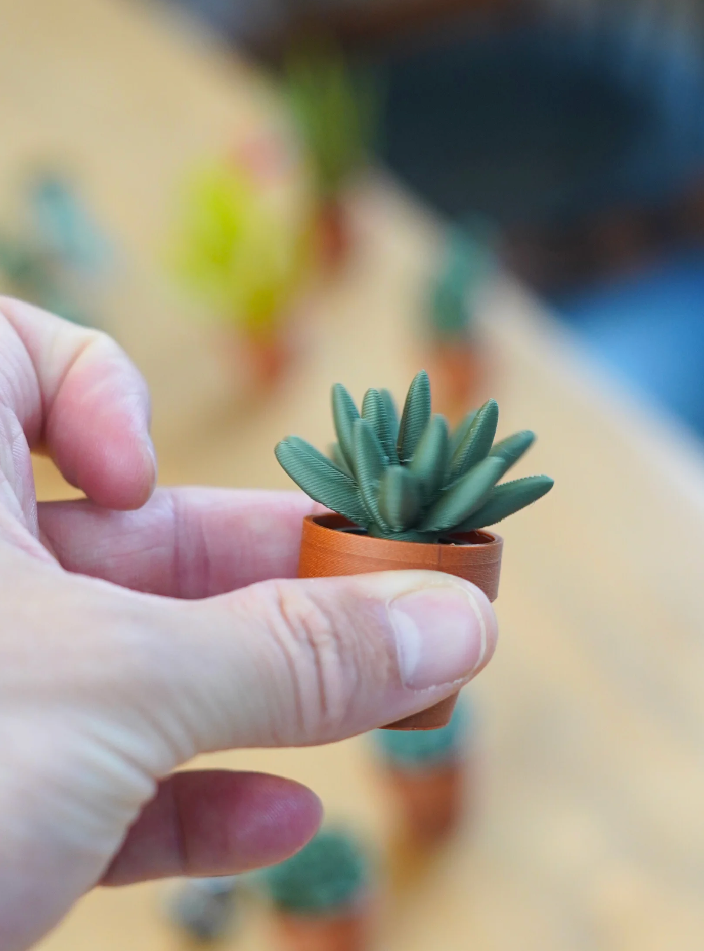 Spinny Succulents