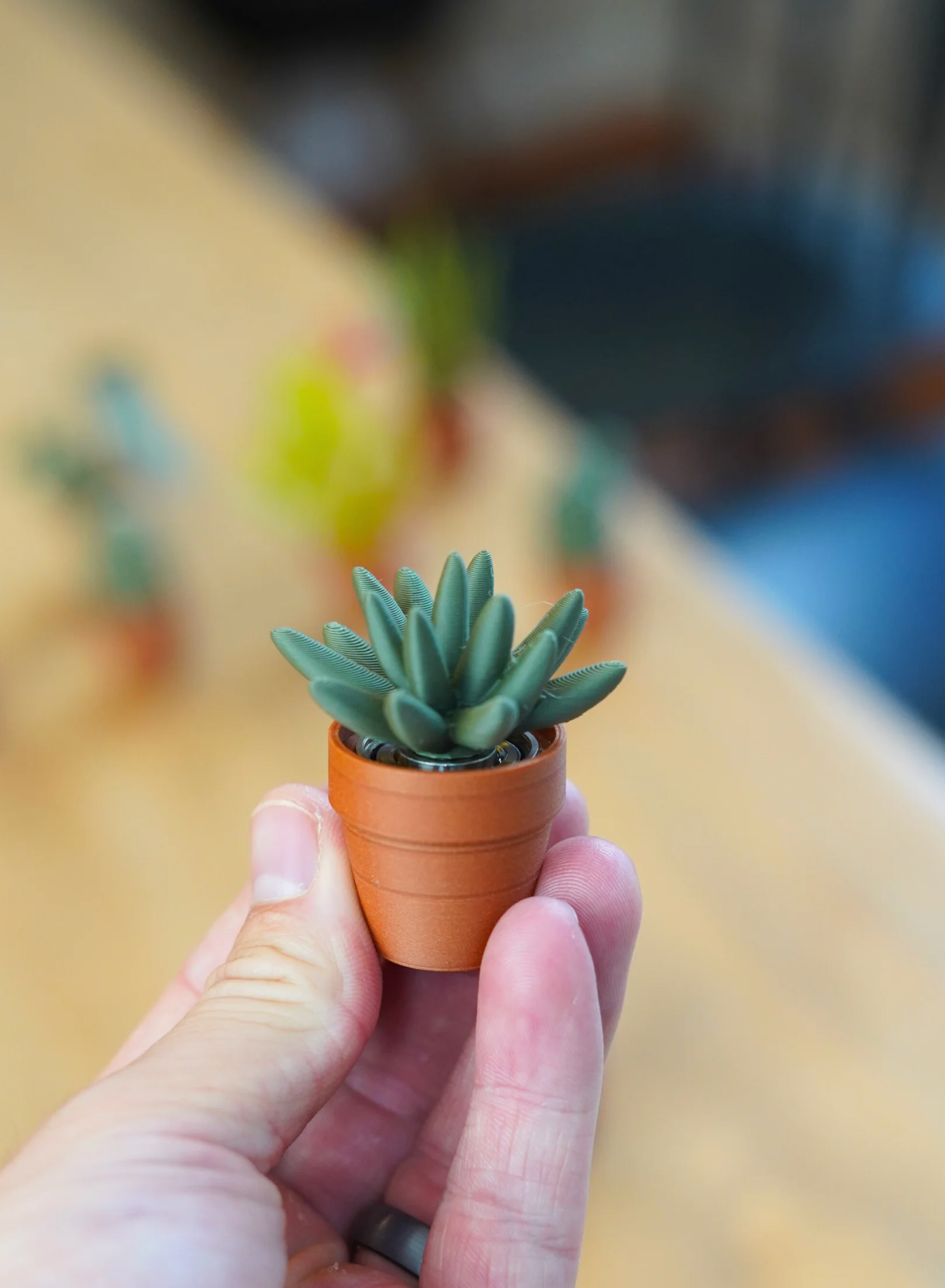 Spinny Succulents