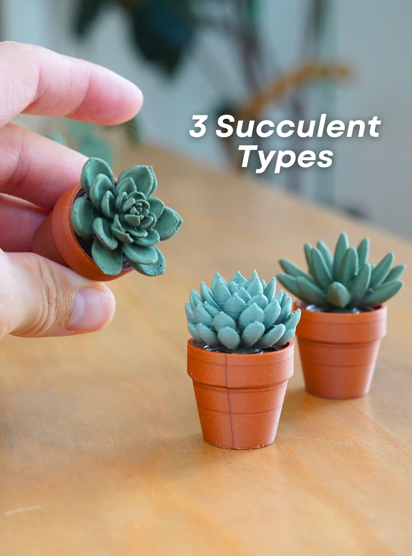 Spinny Succulents