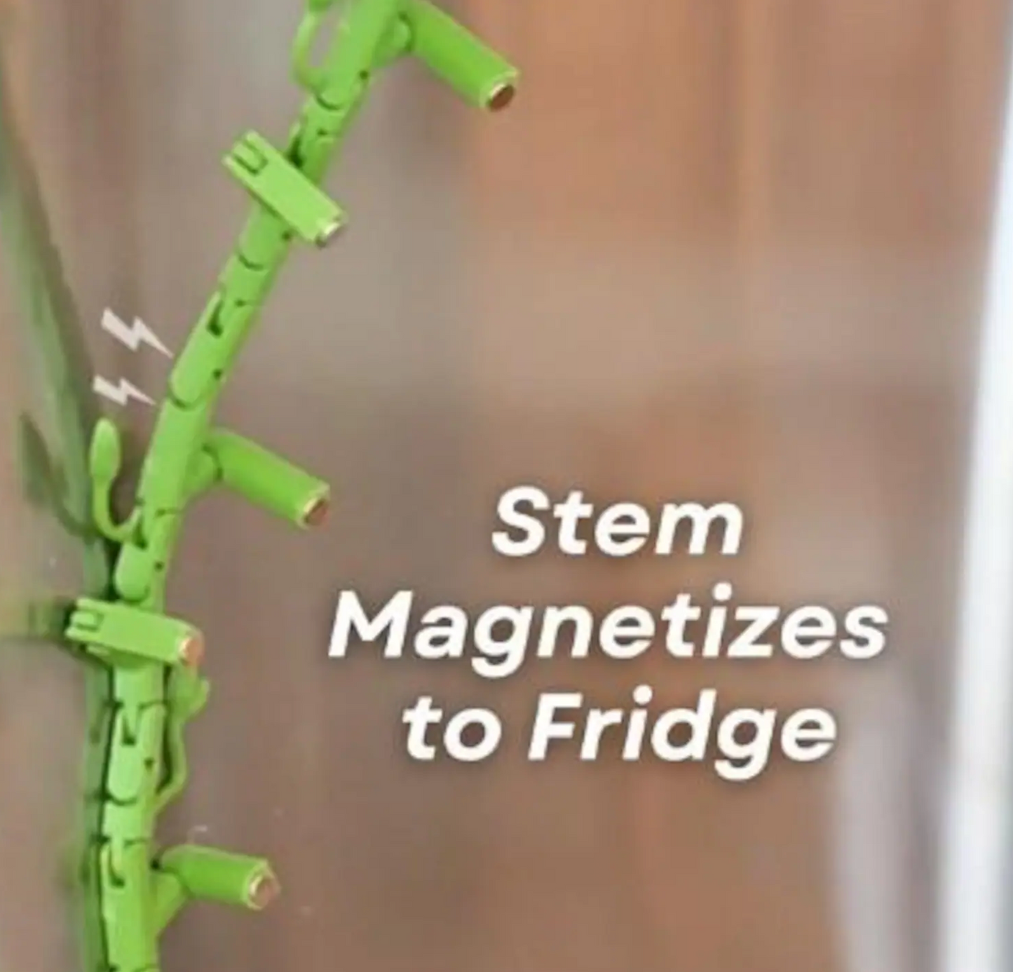 Morning Glory Magnets