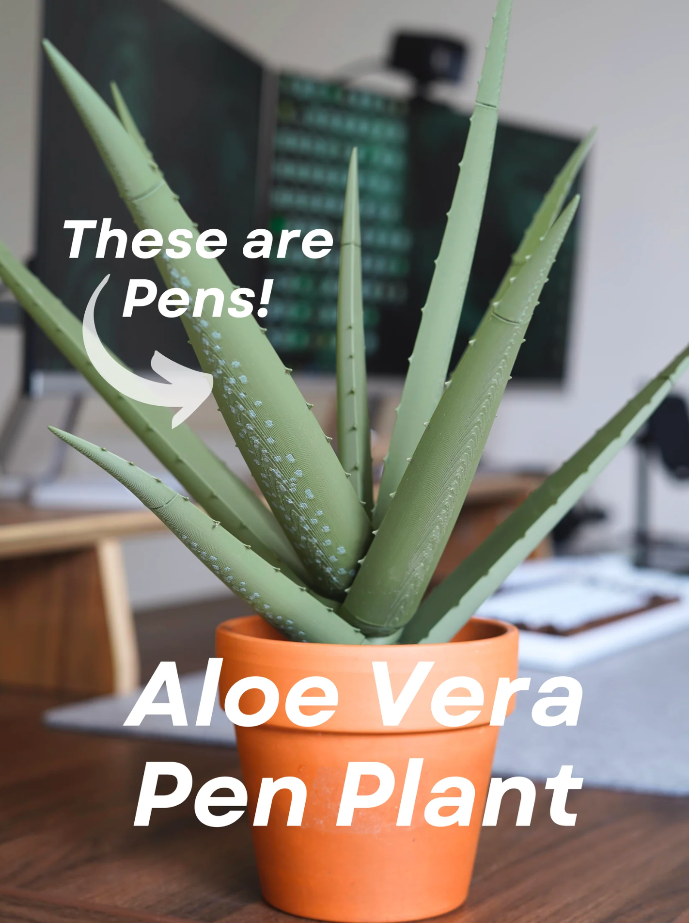 Aloe Pen Plant