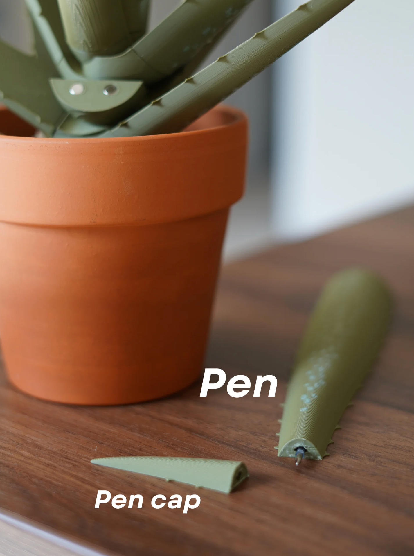 Aloe Pen Plant