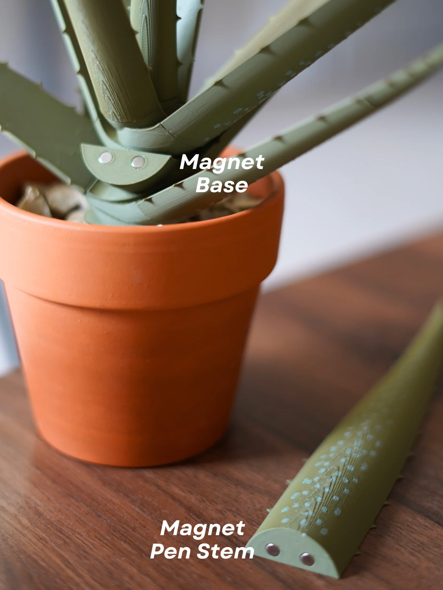 Aloe Pen Plant
