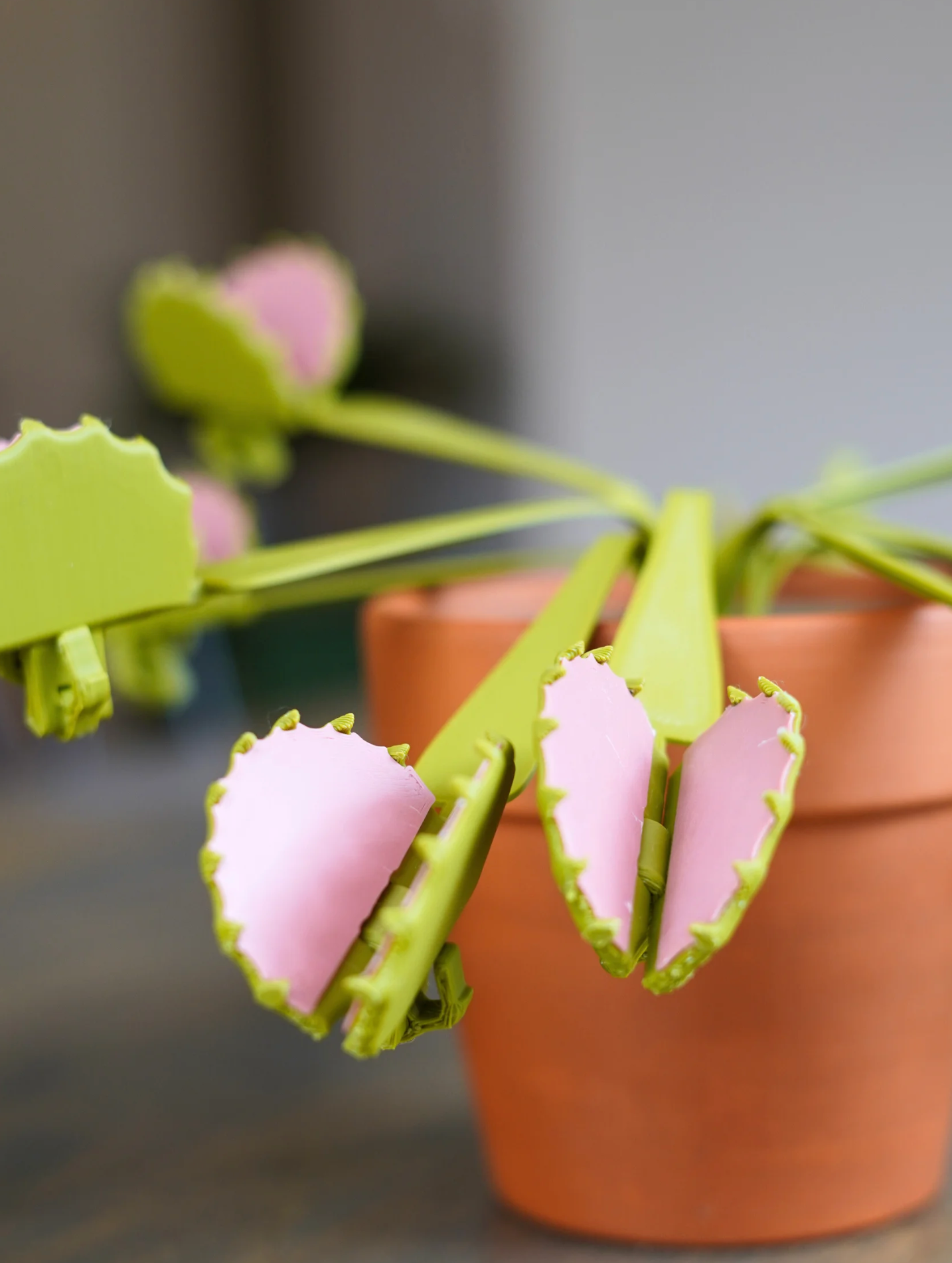 Venus Snack Trap